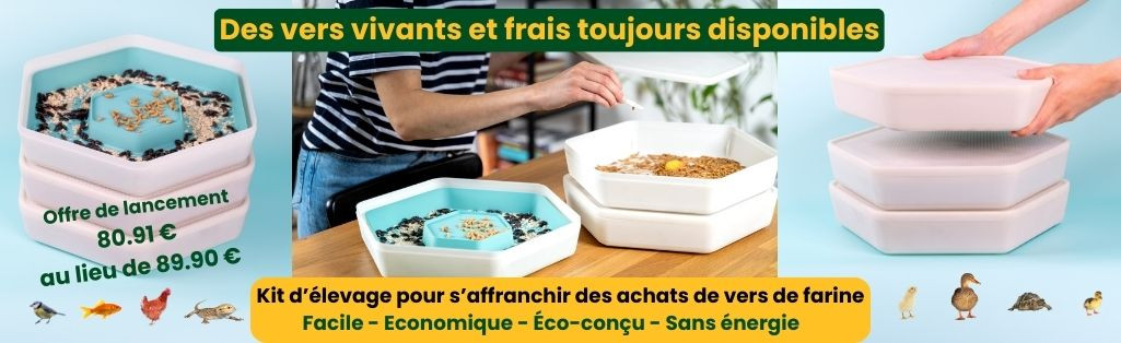 Kit complet pour élevage de vers de farine vivants